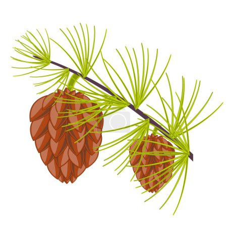 Illustration for Illustration of the Branch of the conifer - Royalty Free Image