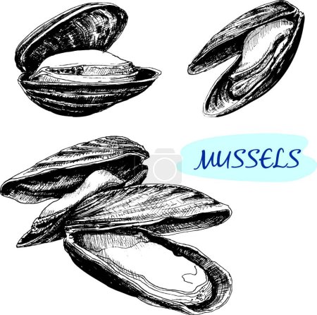 Illustration for Illustration of the Mussels - Royalty Free Image