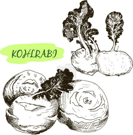 Illustration for Illustration of the Kohlraby - Royalty Free Image