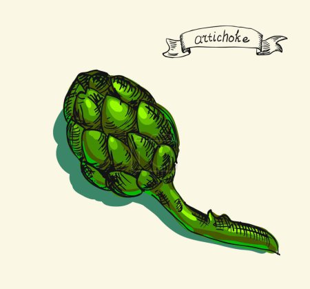 Illustration for Green fresh useful eco-friendly artichoke, graphic vector illustration - Royalty Free Image