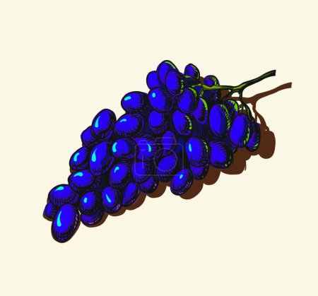 Illustration for Grapes, graphic vector illustration - Royalty Free Image