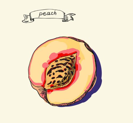 Illustration for "Peach fruit  vector illustration" - Royalty Free Image