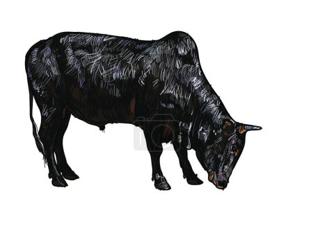 Illustration for Illustration of the Drawing of ox - Royalty Free Image