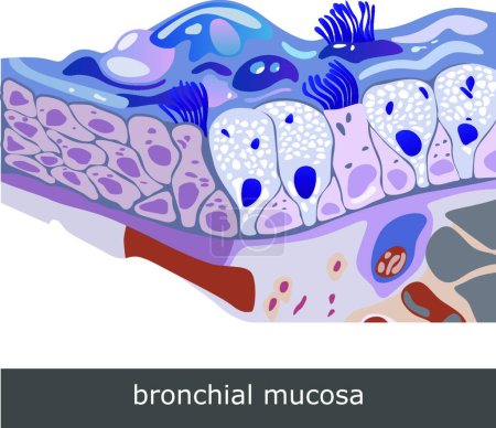 Illustration for Illustration of the Bronchial Mucosa Scheme - Royalty Free Image