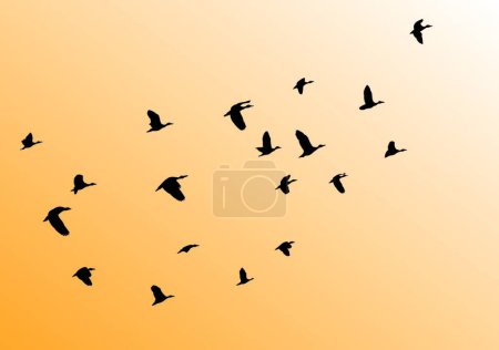 Ilustración de Aves vector volador ilustración - Imagen libre de derechos