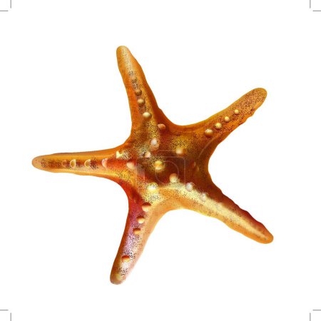 Illustration for Illustration of Sea Starfish - Royalty Free Image