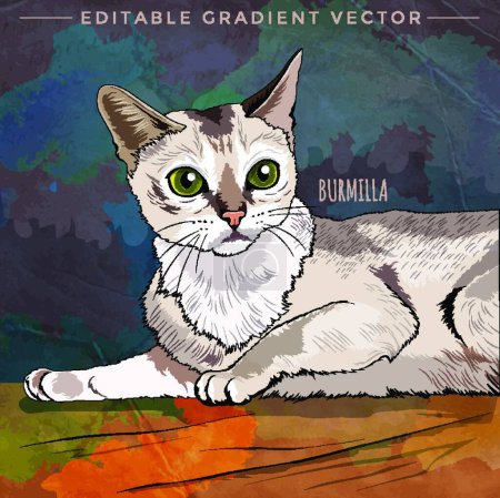 Illustration for Illustration of the Burmilla Cat - Royalty Free Image