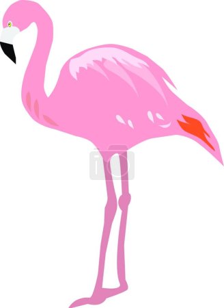 Illustration for Illustration of the Flamingo - Royalty Free Image
