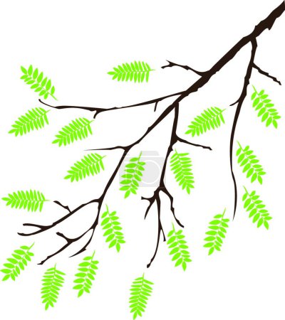 Ilustración de Rama con hojas verdes, ilustración vectorial simple - Imagen libre de derechos