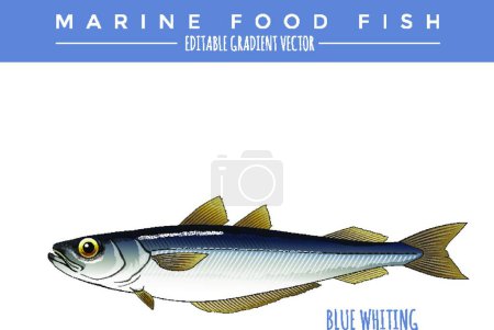 Téléchargez les illustrations : Blue Whiting. Aliments marins Poissons - en licence libre de droit