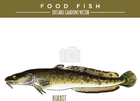 Illustration for Burbot. Marine Food Fish - Royalty Free Image