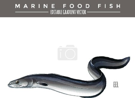 Téléchargez les illustrations : Anguille. Aliments marins Poissons - en licence libre de droit
