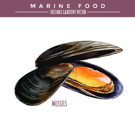 Ilustración de Ilustración de los mejillones. Alimentación marina - Imagen libre de derechos
