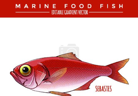 Ilustración de Sebastes. Alimento marino Peces - Imagen libre de derechos