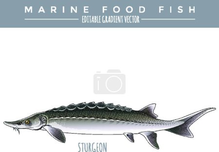 Illustration for Sturgeon. Marine Food Fish - Royalty Free Image