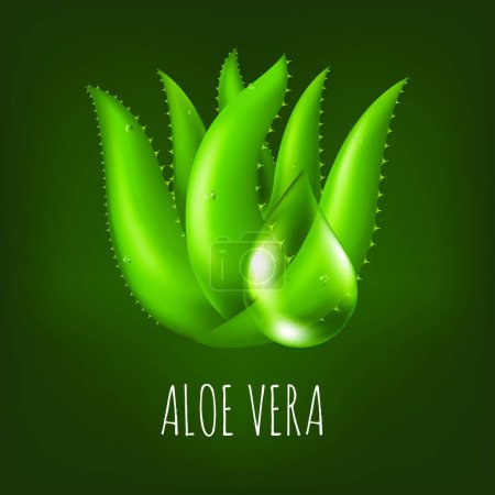 Ilustración de Aloe Vera planta vector ilustración - Imagen libre de derechos