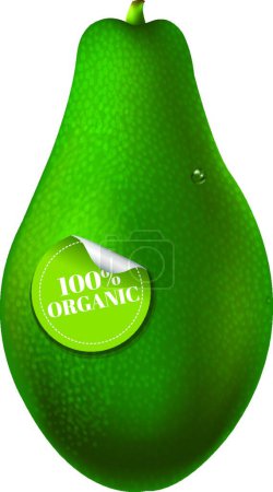 Illustration for Fresh Organic Avocado  vector illustration - Royalty Free Image
