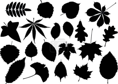Ilustración de Ilustración del conjunto de hojas de árbol - Imagen libre de derechos