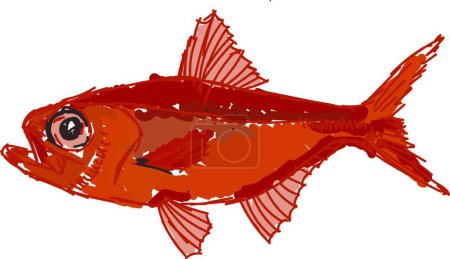 Illustration for "Red alfonsino fish, illustration, vector on white background." - Royalty Free Image