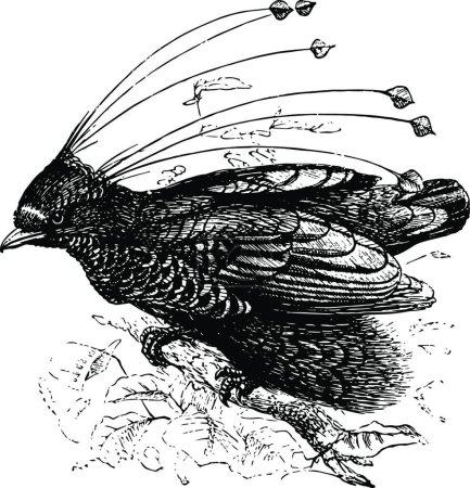 Illustration for "Six wired Bird of Paradise, vintage illustration." - Royalty Free Image