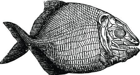 Illustration for "Fish Fossil, vintage illustration." - Royalty Free Image