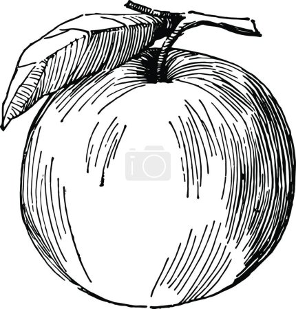 Illustration for Apple, engraved simple vector illustration - Royalty Free Image