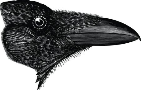 Téléchargez les illustrations : Illustration vectorielle vintage Corbeau américain noir et blanc - en licence libre de droit