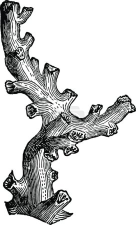 Téléchargez les illustrations : Illustration vectorielle vintage Dendrophyllia noir et blanc - en licence libre de droit