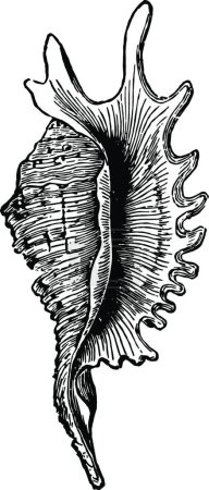 Illustration for Pteroceras Millepeda black and white vintage vector illustration - Royalty Free Image