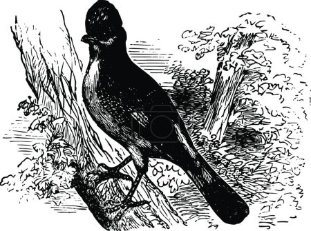 Téléchargez les illustrations : Illustration vectorielle vintage Eurasie Jay noir et blanc - en licence libre de droit