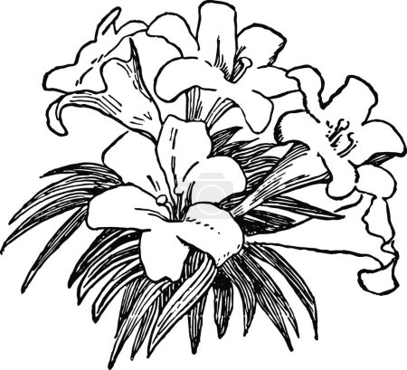 Téléchargez les illustrations : Illustration vectorielle vintage Lys noir et blanc - en licence libre de droit