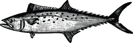 Ilustración de Atlantic Spanish Mackerel vintage vector diseño de ilustración - Imagen libre de derechos