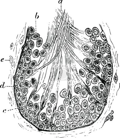 Ilustración de Section of a Tubule of the Testicle of a Rat, vector illustration design - Imagen libre de derechos