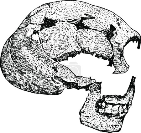 Téléchargez les illustrations : Crâne de l'Homme d'Espion vintage vectoriel illustration design - en licence libre de droit