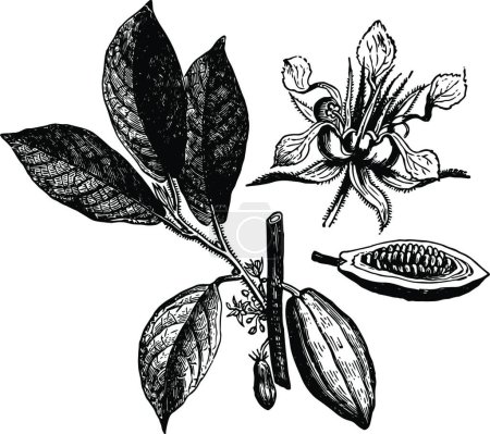 Téléchargez les illustrations : Illustration vectorielle vintage de Cacao - en licence libre de droit