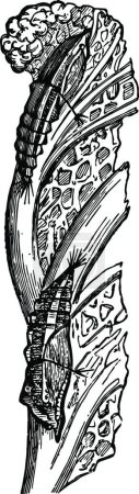 Illustration for Pupae of Pieris Brassicae vintage illustration. - Royalty Free Image