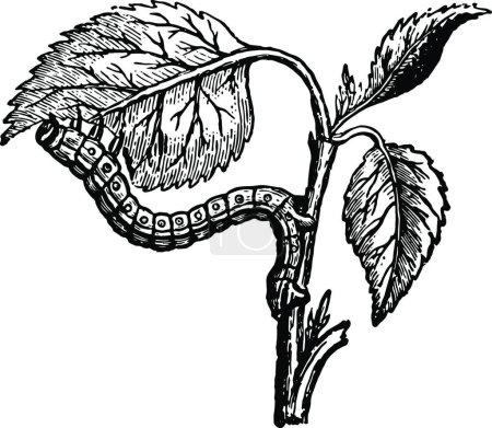 Téléchargez les illustrations : Looper Caterpillar Eating the Leaves of the Apricot vintage - en licence libre de droit