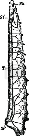 Illustration for "Tracheal System of Fly Larva vintage illustration." - Royalty Free Image