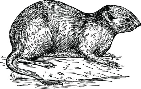 Téléchargez les illustrations : Illustration vectorielle vintage Rat musqué noir et blanc - en licence libre de droit
