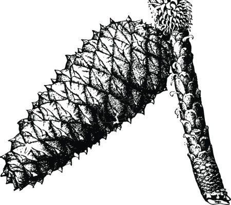 Ilustración de Loblolly pine pinus toeda L.. Two to thirds natural size. mature - Imagen libre de derechos