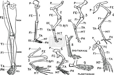 Illustration for Human Leg (Front View) and Comparative Diagrams showing Modifica - Royalty Free Image