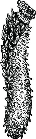 Ilustración de Holothuria Tubule ilustración vectorial vintage en blanco y negro - Imagen libre de derechos