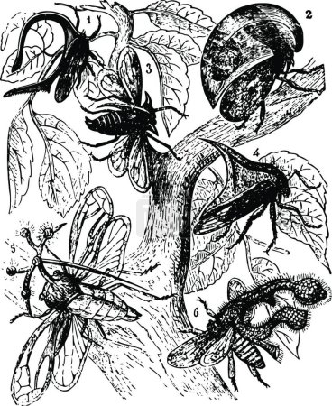 Ilustración de Bugs ilustración vector vintage en blanco y negro - Imagen libre de derechos