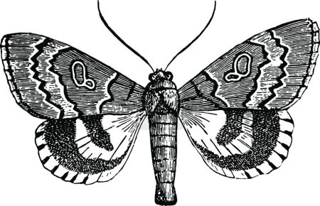 Ilustración de Catocala Nupta ilustración vectorial vintage en blanco y negro - Imagen libre de derechos