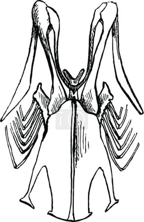 Ilustración de Esternón de una ilustración vectorial Robin en blanco y negro - Imagen libre de derechos