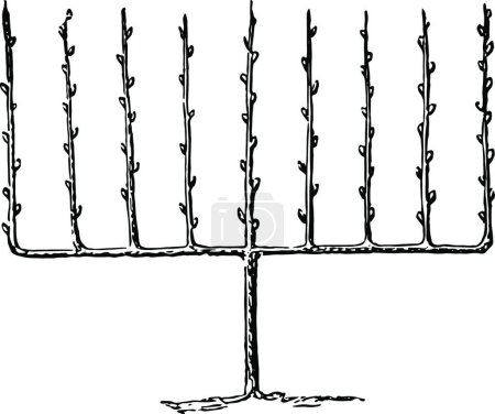 Téléchargez les illustrations : "Fruit Tree Trained Upright as an Espalier, vintage illustration." - en licence libre de droit
