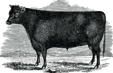 Illustration for Devon Bull black and white vintage vector illustration - Royalty Free Image