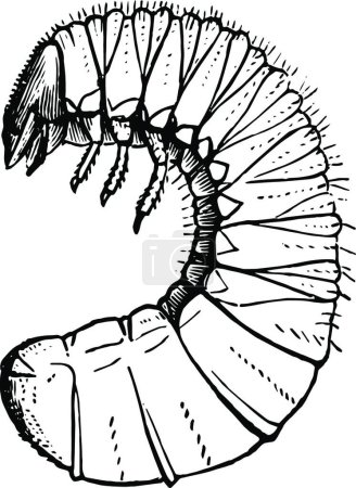 Illustration for Grubworms black and white vintage vector illustration - Royalty Free Image