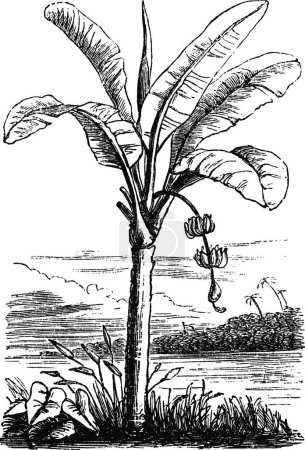Téléchargez les illustrations : Illustration vectorielle vintage noir et blanc Plantain - en licence libre de droit