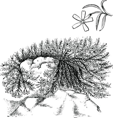 Ilustración de Habit and Detached Flower and Leaves of Phlox Subulata Frondosa - Imagen libre de derechos
